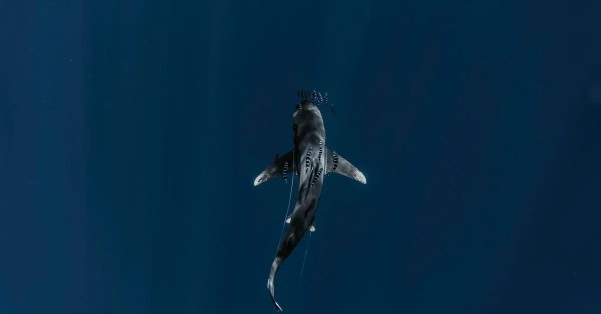 Deep Sea Research: What's Hidden Beneath?